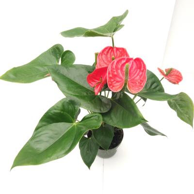 Anthurium andr. 'Madural' ROYAL RED