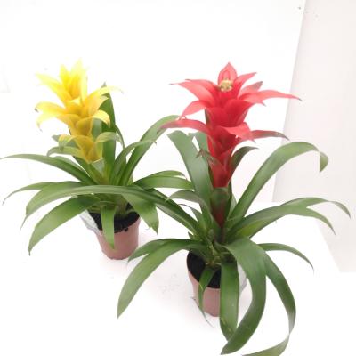 Guzmania Suerte Cupcake