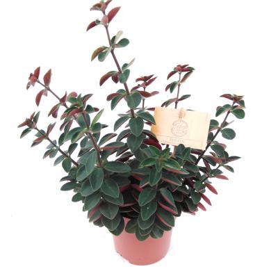 Peperomia 'Red Log' 'Verticilata'