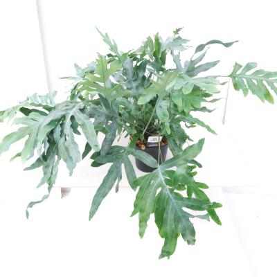 Phlebodium aureum 'Blue Star' Air So Pure