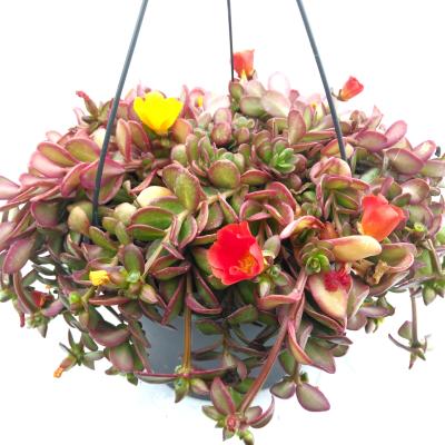 Portulaca in hangpot 'Canaval'
