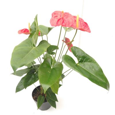 Anthurium andr. 'Dakota' Premium Line