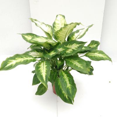 Dieffenbachia Camilla & Compacta