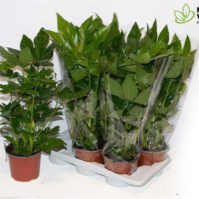 Fatsia japonica groen / vert
