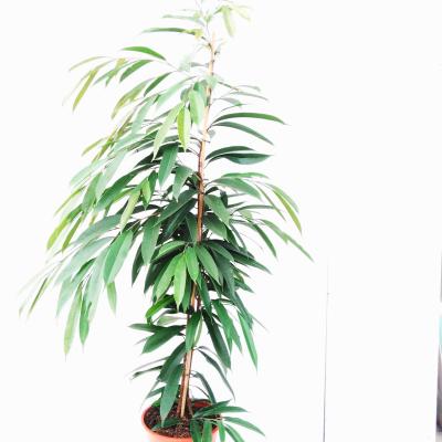 Ficus binn. 'Amstel King' Pyramide