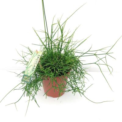 Rhipsalis cassutha Cassutha
