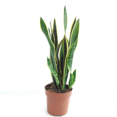 Sansevieria trifa. 'Laurentii'