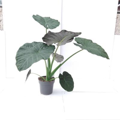 Alocasia 'Regal shield'