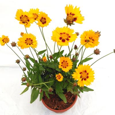 Coreopsis grandif.