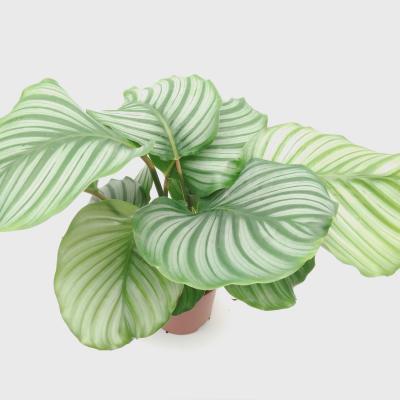 Calathea orbifolia Air So Pure