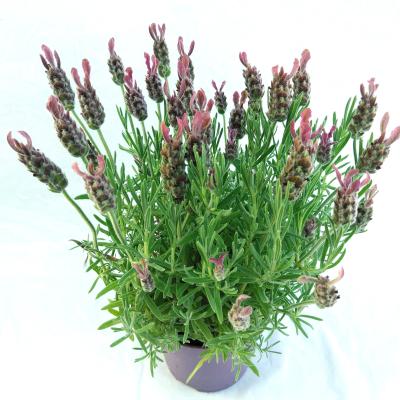 Lavandula stoec. 'Anouk'