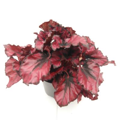 Begonia BD 'Kohala Red'