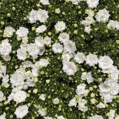 Campanula 'Like Mee'  Double flowered White