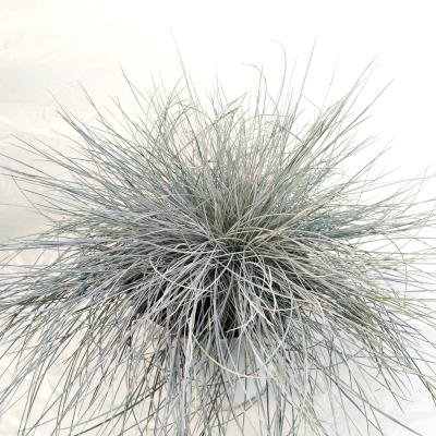 Festuca glauca 'Intense Blue'®