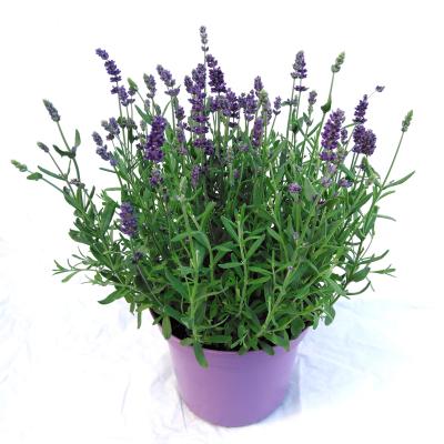 Lavandula angus. 'Ardeche Blue'