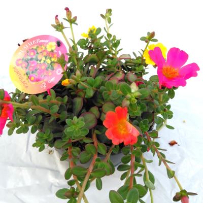 Portulaca 'Carnaval'
