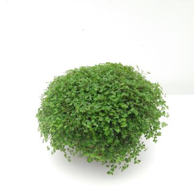 Soleirolia soleirolii green