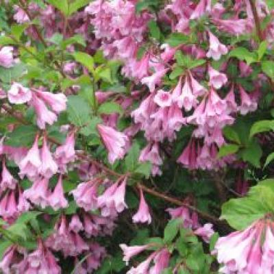 Weigela 'Bouquet Rose'