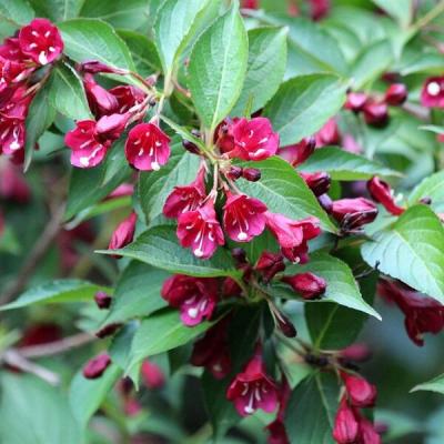 Weigela 'Bristol Ruby'