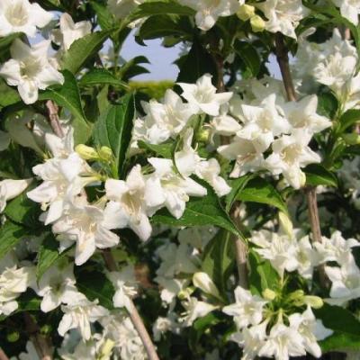 Weigela 'Candida'