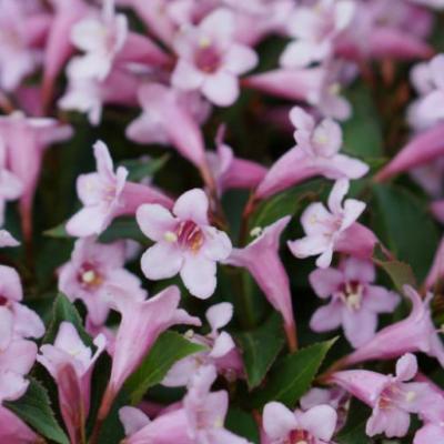 Weigela florida 'Pink Poppet'  ®