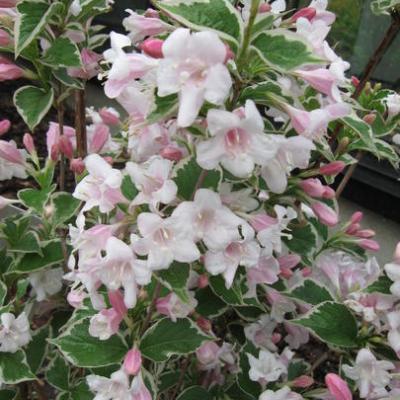 Weigela florida 'Sunny Fantasy' ®