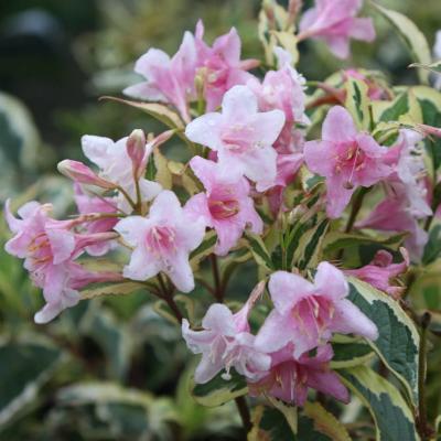 Weigela florida 'Variegata'