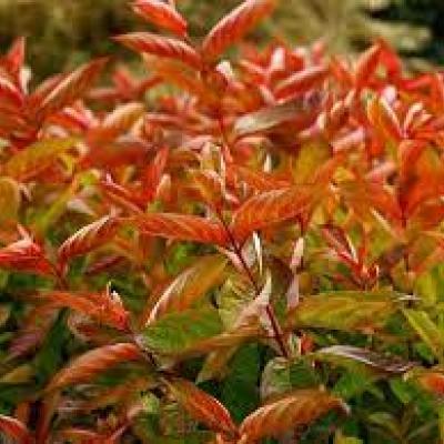 Weigela florida 'Wings of Fire'