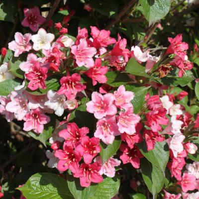 Weigela hybr. 'Carnaval' ®