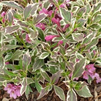 Weigela 'Monet Verweig' ®