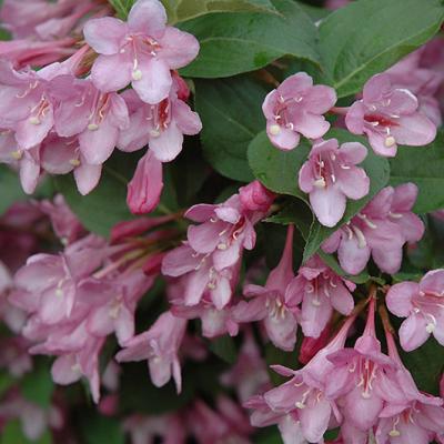 Weigela 'Pink Princess'