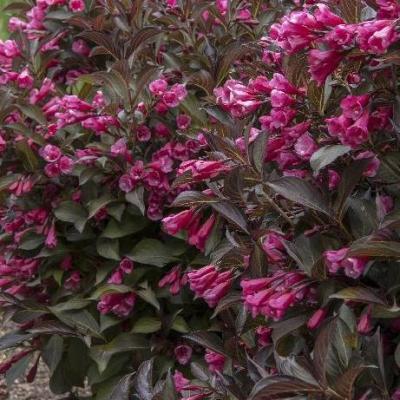 Weigela florida 'Wine & Roses'  (= Alexandra)