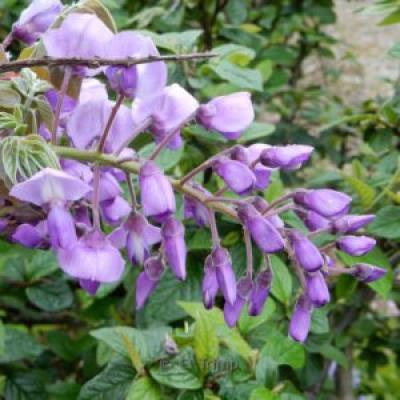 Wisteria brach. 'Okayama'