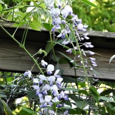 Wisteria flo. 'Eranthema'