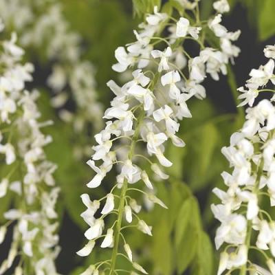 Wisteria floribunda 'Longissima Alba'