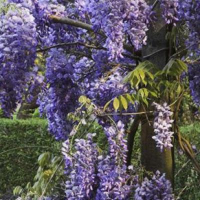 Wisteria sinensis 'Prolific'