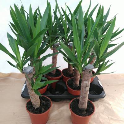 Yucca Enkele stam 2+ kop