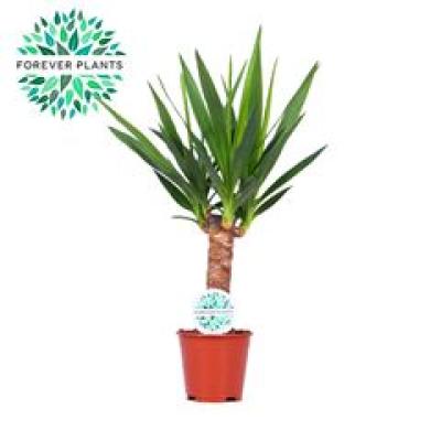 Yucca elephantipes 3+