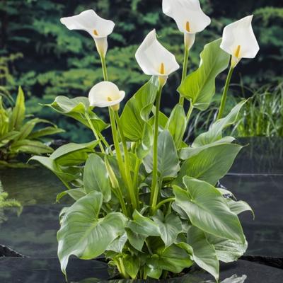 Zantedeschia aethiopica