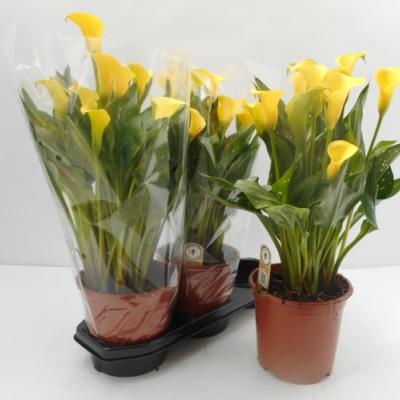 Zantedeschia calla mix