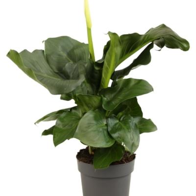 ZANTEDESCHIA - Aronskelk wit - Arom blanc