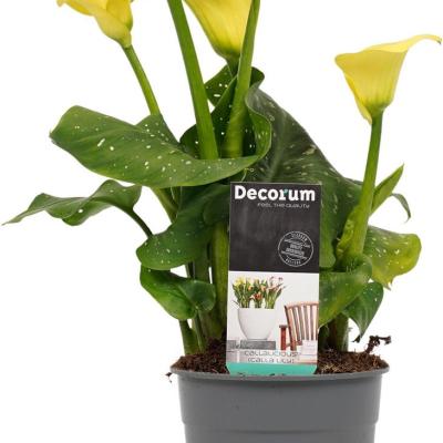 Zantedeschia calla GEEL