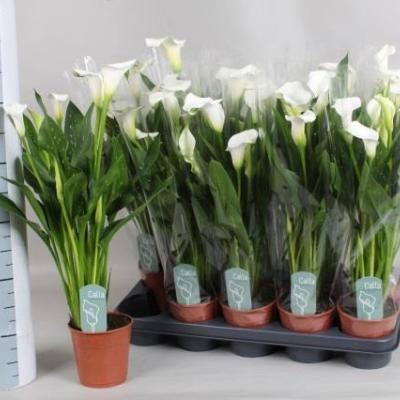 Zantedeschia calla WIT - PROMO