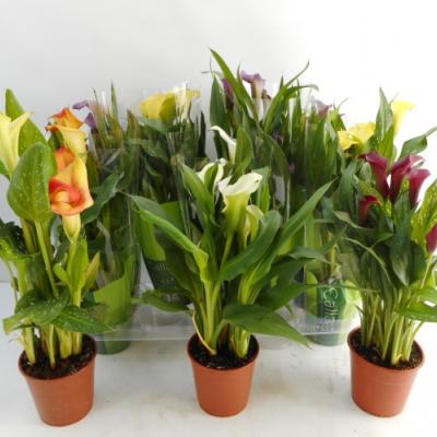 Zantedeschia calla mix