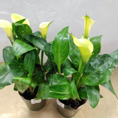 Zantedeschia Odessa